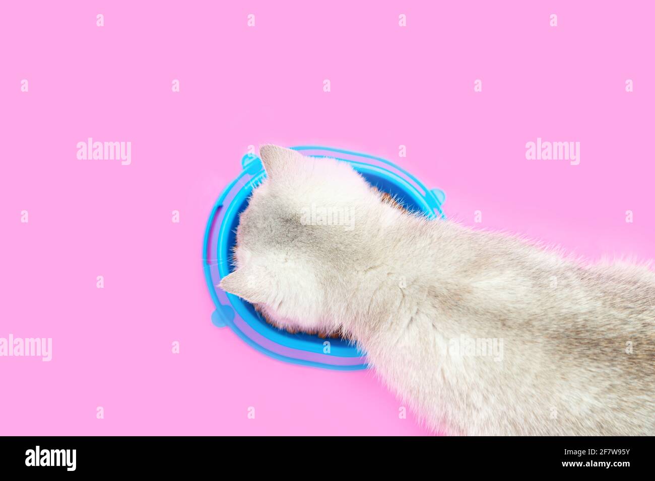 Süßes weißes britisches Kätzchen isst Trockenfutter. Rosa Hintergrund, blaue Schale. Stockfoto