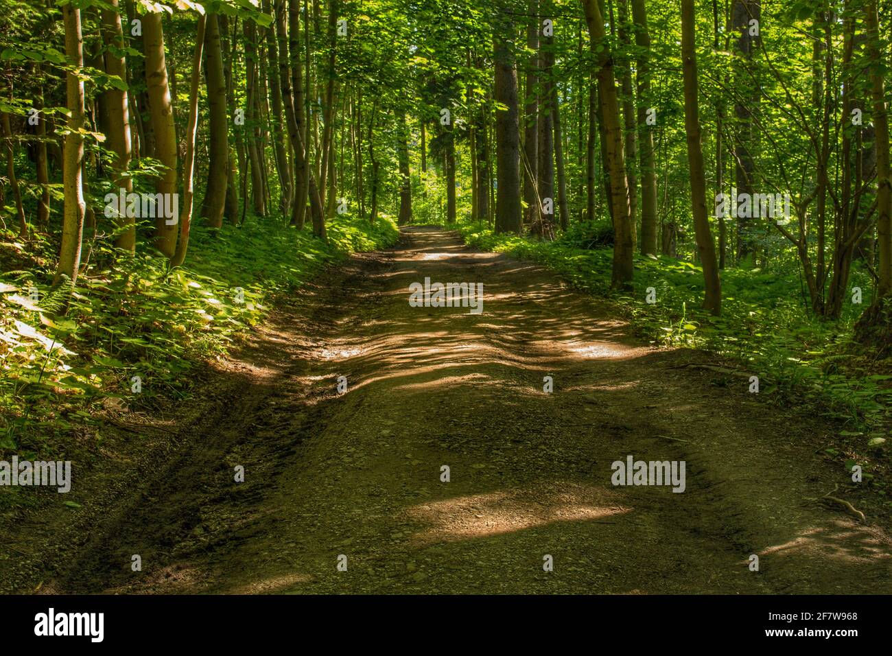 Landstraße in den Wald Stockfoto