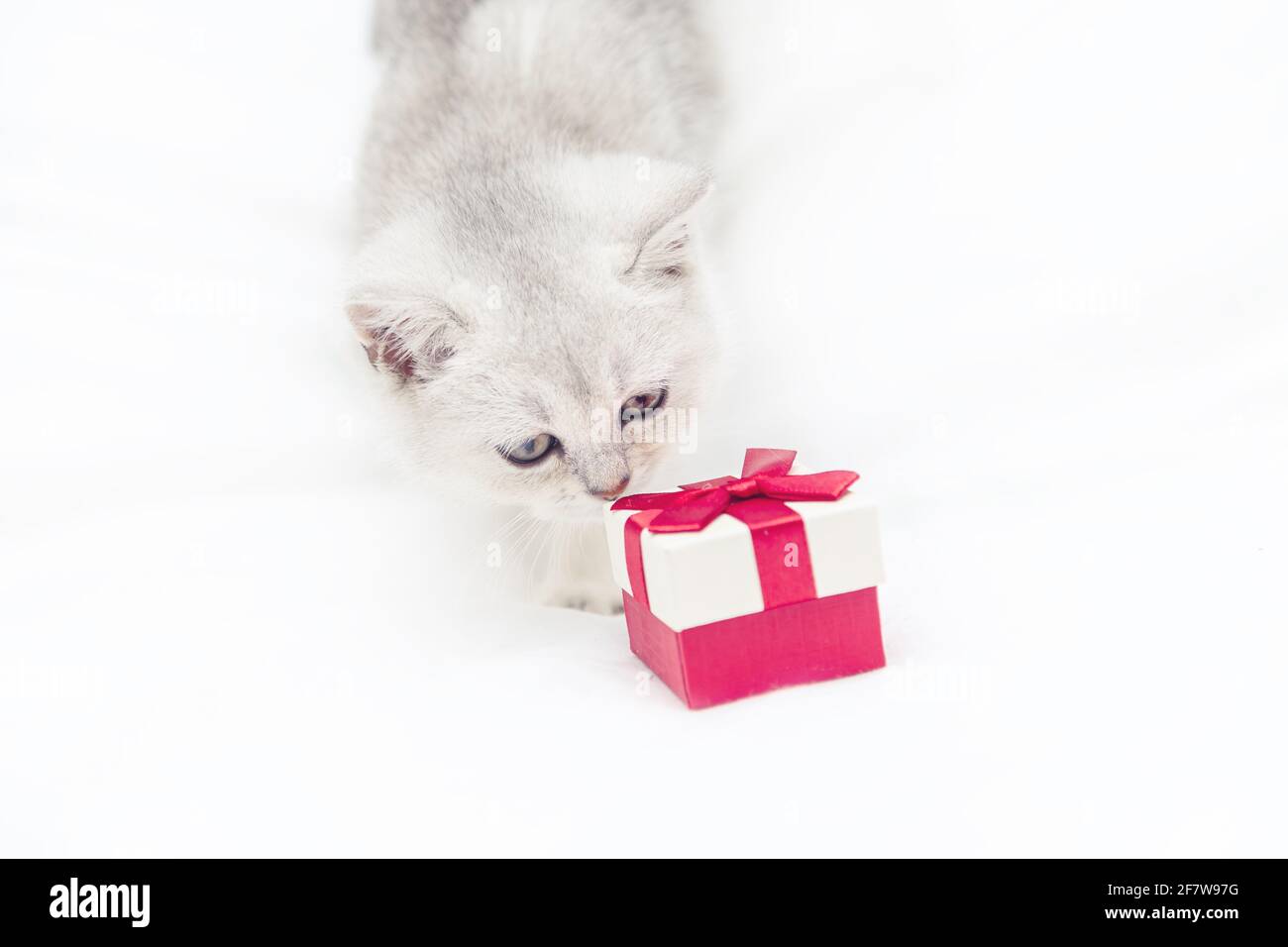 Kleines weißes britisches Kätzchen mit einer roten Geschenkbox auf einer weißen Decke. Witziges, neugieriges Haustier. Speicherplatz kopieren. Stockfoto