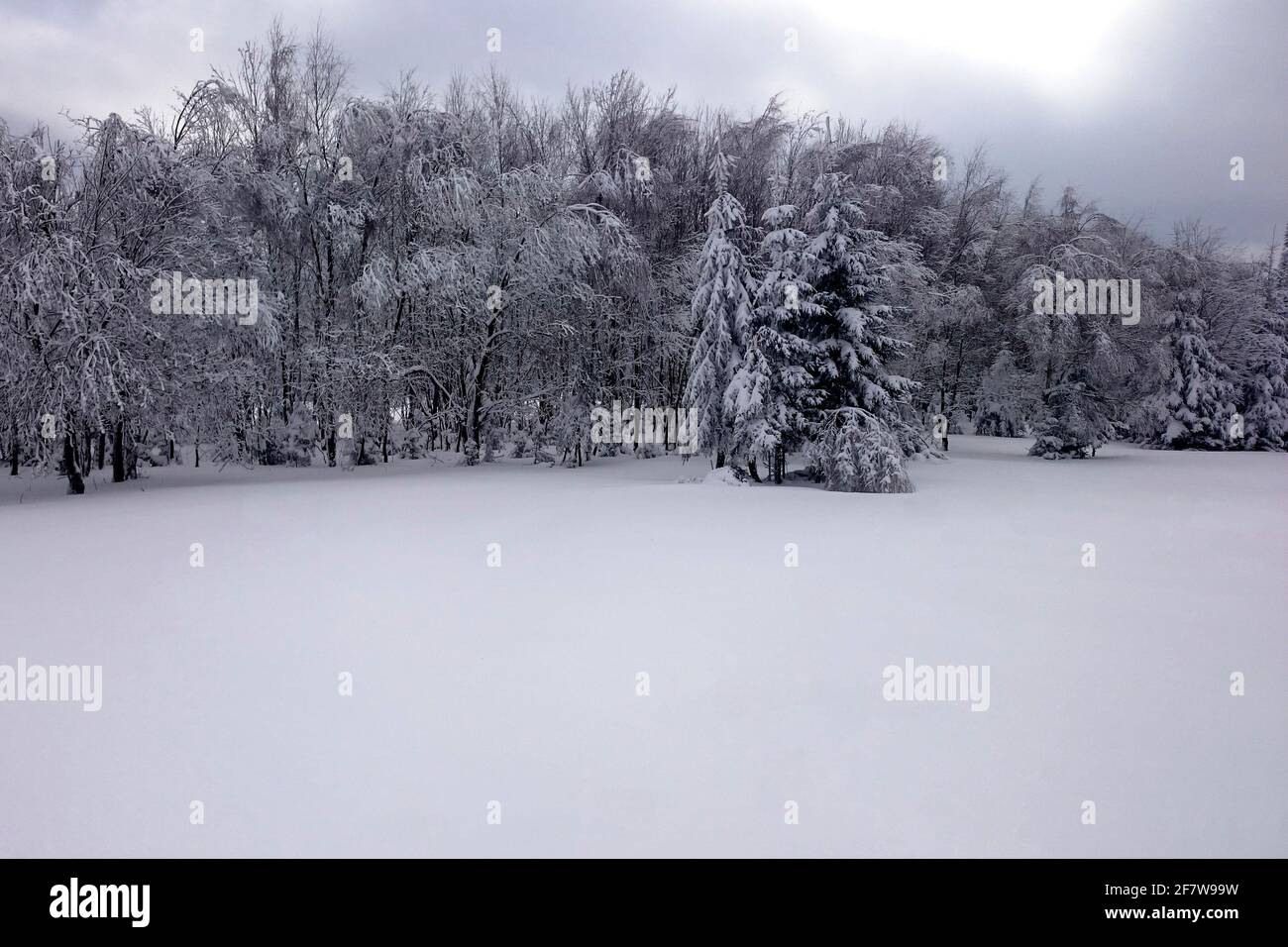 Bäume unter Schnee im Winter Stockfoto