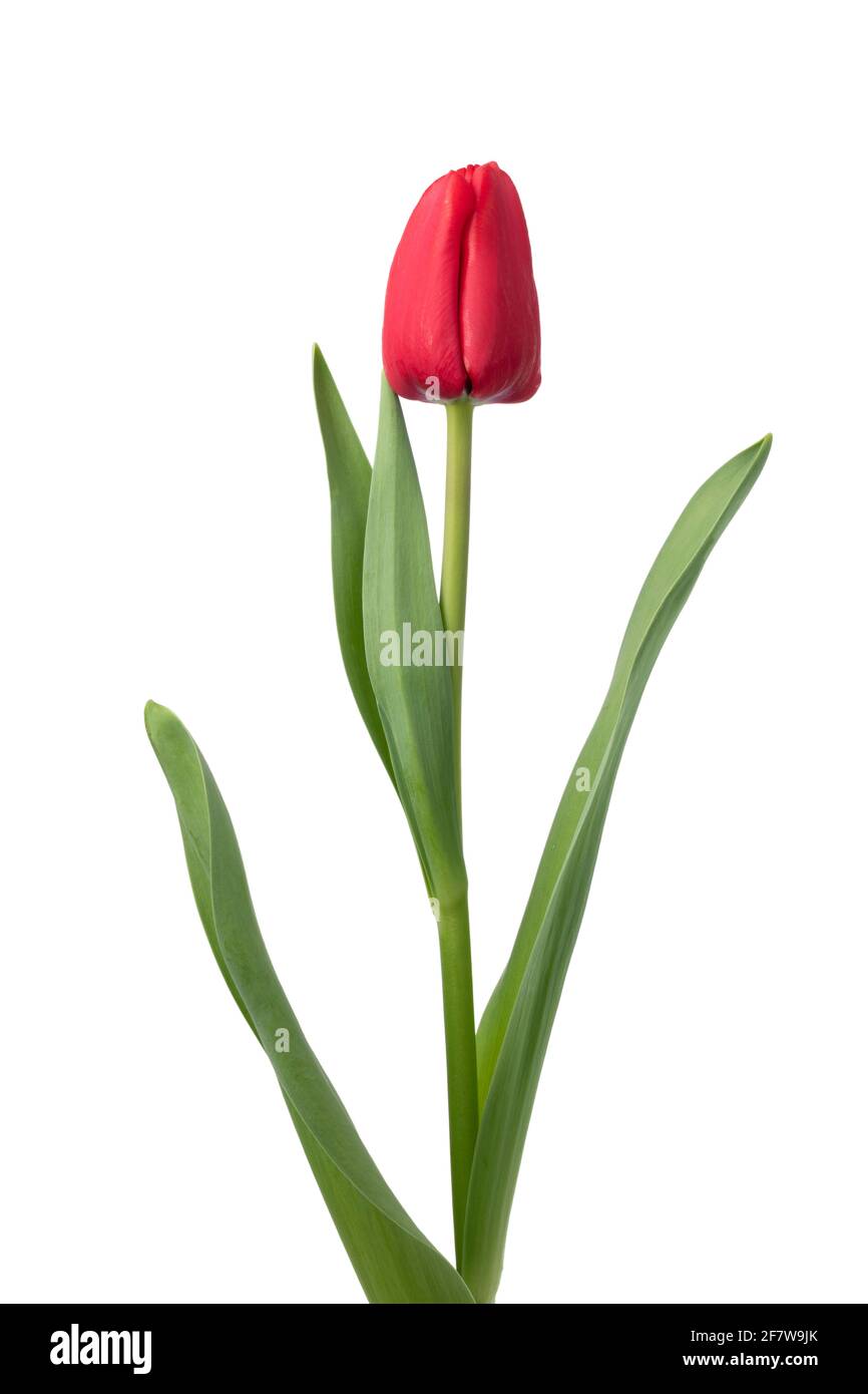 Einzelne rote Tulpe und Blätter isoliert auf weißem Hintergrund Stockfoto