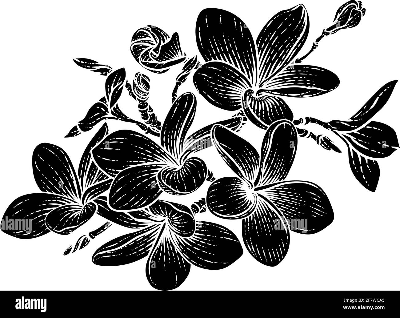 Tropical Plumeria Frangipani Bali Blumen Holzschnitt Stock Vektor