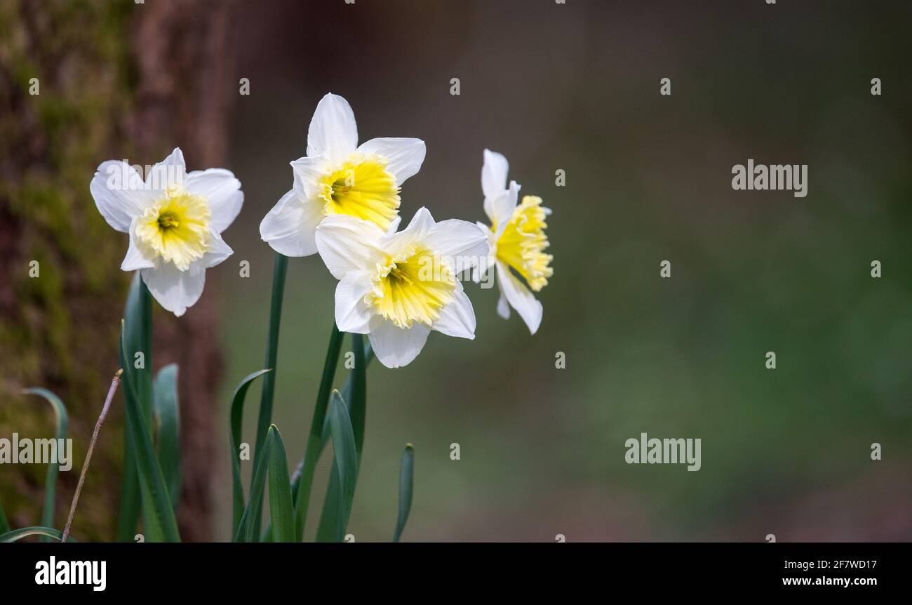 Blüten von weißen wilden Narzissen Pseudonarcissus, Amaryllidoideae, Amaryllidaceae. Blumen im Wald. Frühjahrsblüte. Stockfoto