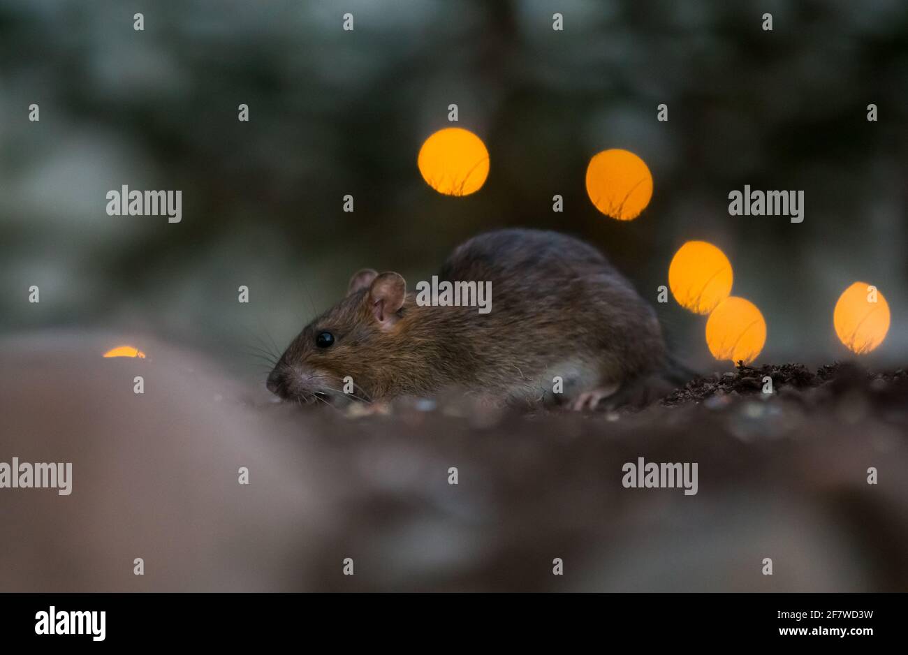 Braune Ratte (Rattus norvegicus) überwintert in einem Garten, im städtischen Finnland. Stockfoto