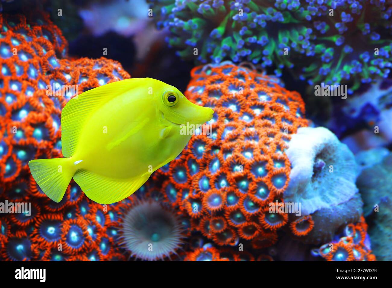 Der gelbe tang (Zebrasoma flavescens) mit einem Korallenriff im Hintergrund. Fische aus der Acanthuridae-Familie. Stockfoto