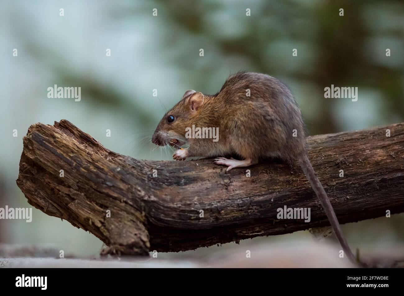 Braune Ratte (Rattus norvegicus) überwintert in einem Garten, im städtischen Finnland. Stockfoto