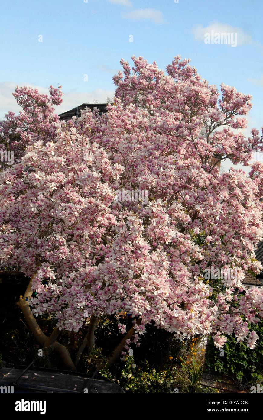 Herrlicher Magnolienbaum im frühen Frühjahr Stockfoto