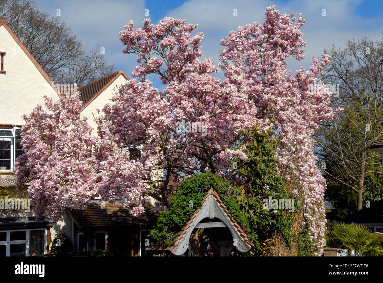 Herrlicher Magnolienbaum im frühen Frühjahr Stockfoto