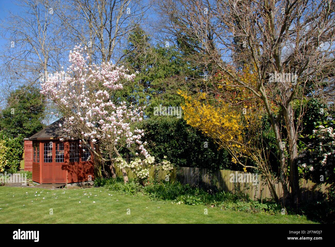 Magnolie im privaten, häuslichen Vorstadtgarten, Kent, England Stockfoto