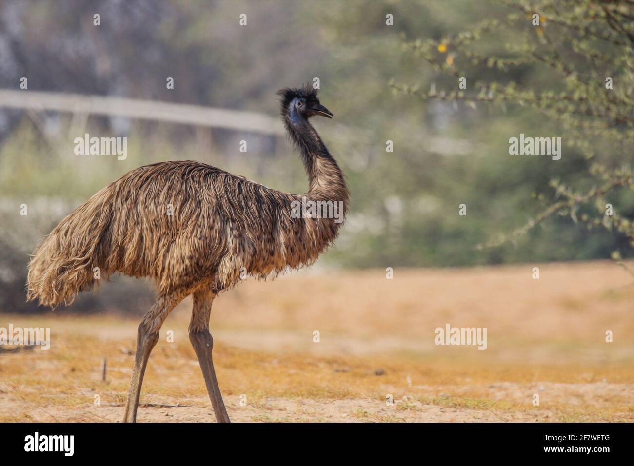 Emu Stockfoto