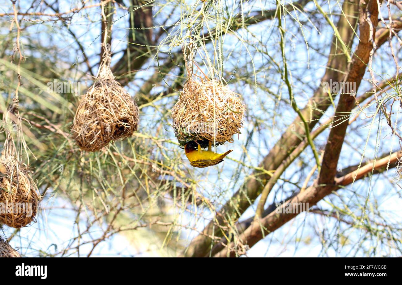 Zuschauer Vogel Stockfoto