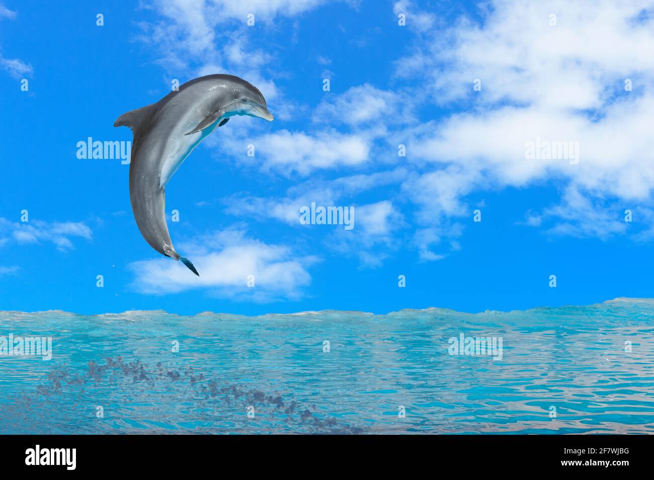 Springende große Delfine (Tursiops truncatus), Teneriffa, Kanarische Inseln, Spanien Stockfoto