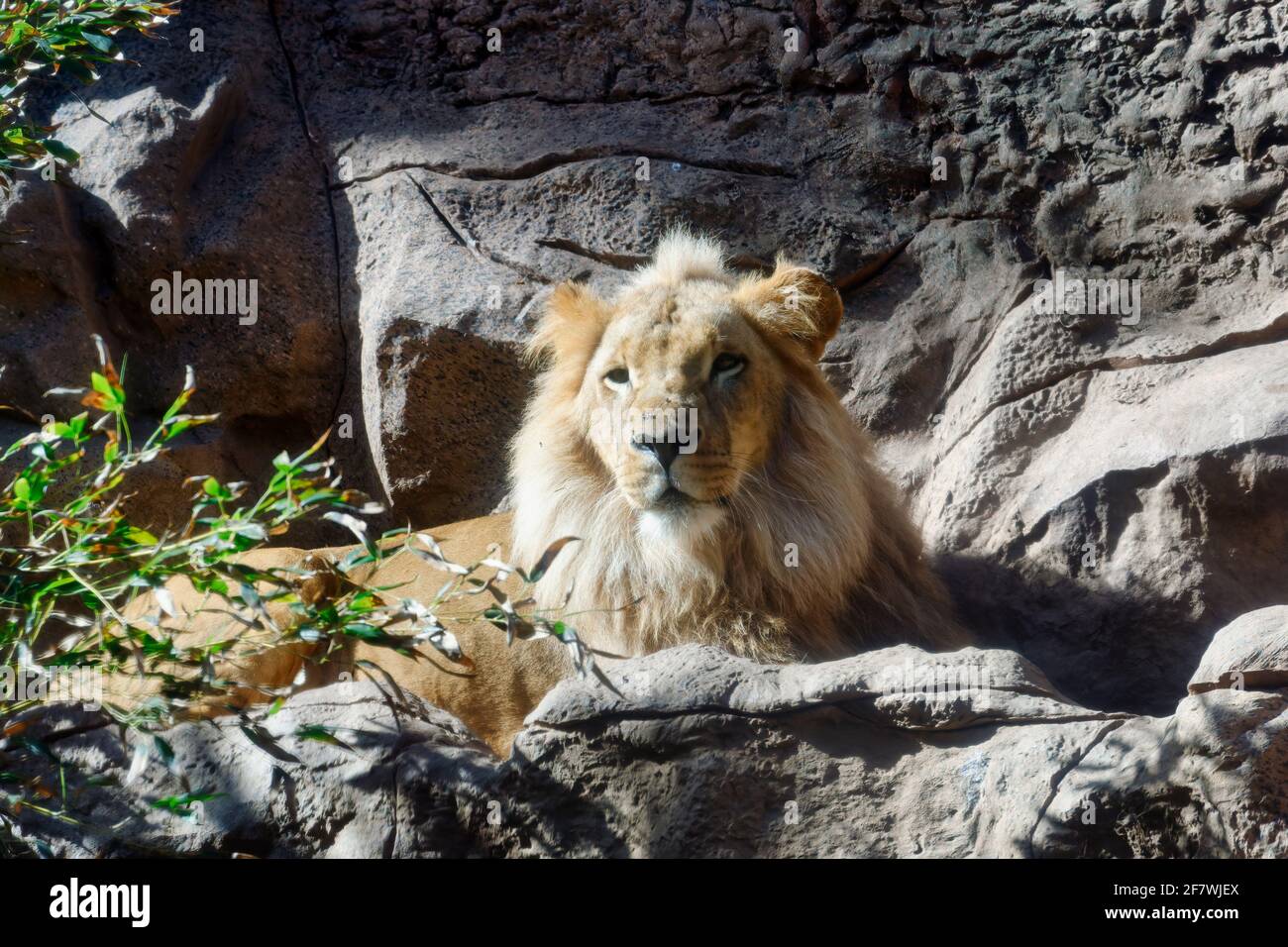 Männlicher Angola-Löwe (Panthera leo melanochaita), Afrika Stockfoto