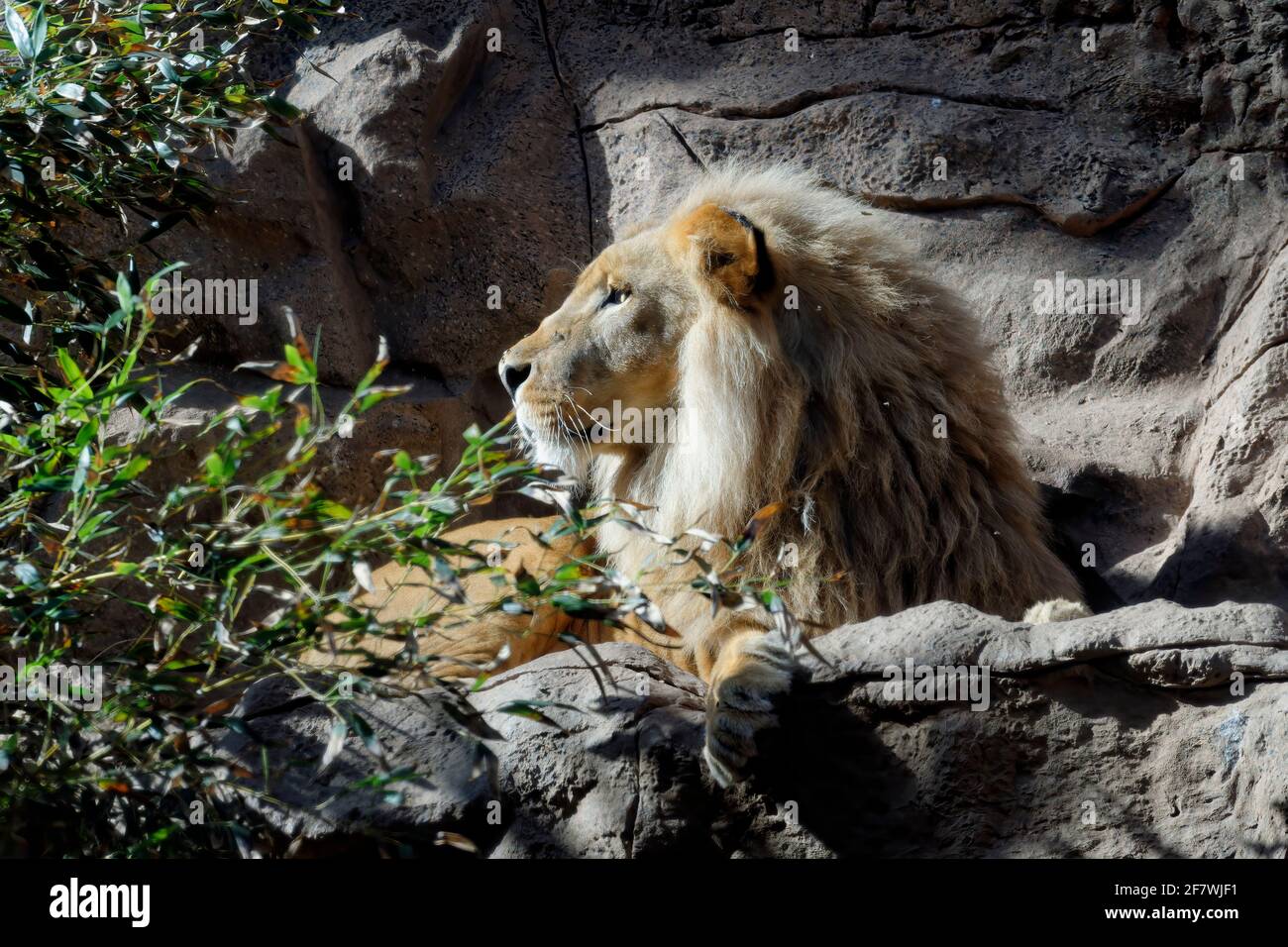 Männlicher Angola-Löwe (Panthera leo melanochaita), Afrika Stockfoto