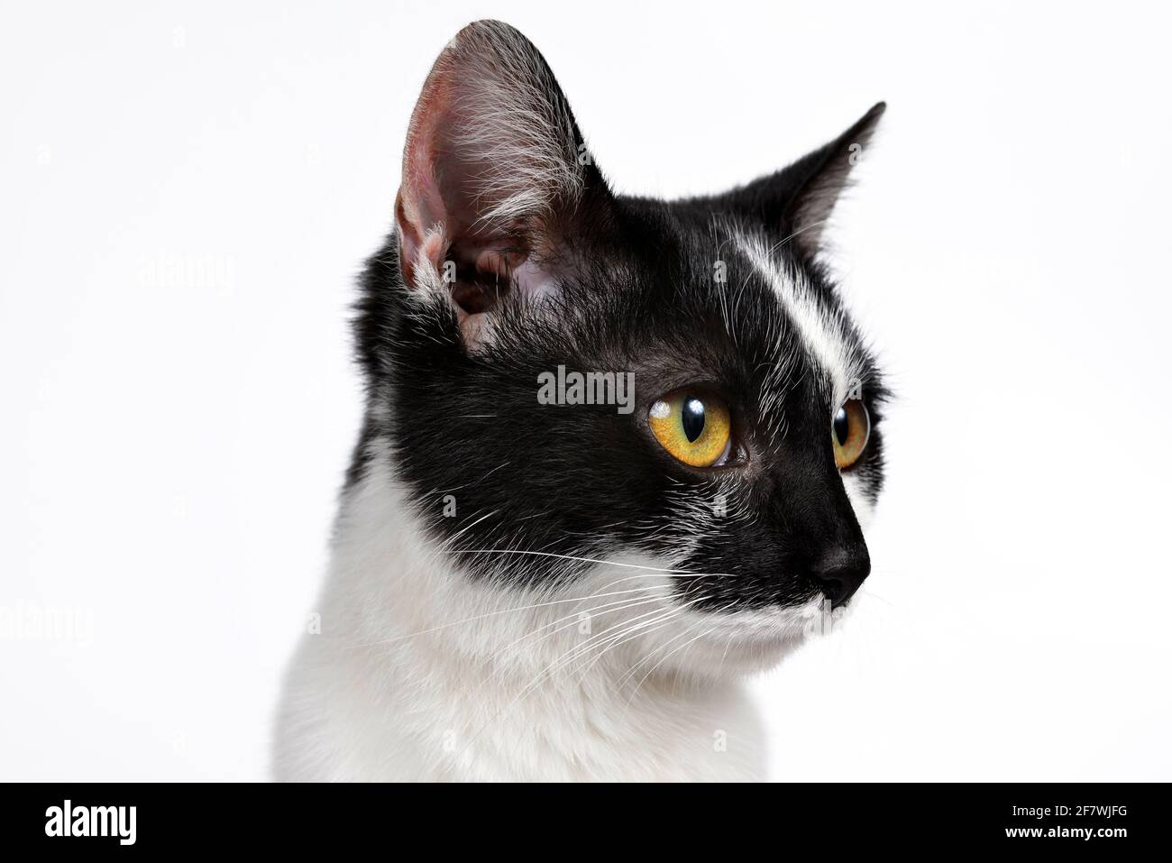 Kopf einer schwarzen und weißen Katze mit isolierten gelben Augen. Stockfoto