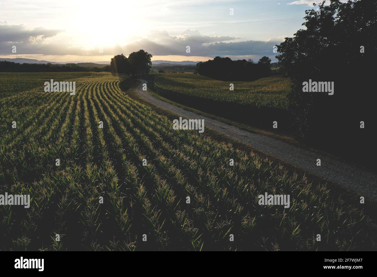 Hintergrundbeleuchtung auf dem Weg, der während des Sonnenuntergangs durch ein endloses Kornfeld führt, Stockfoto