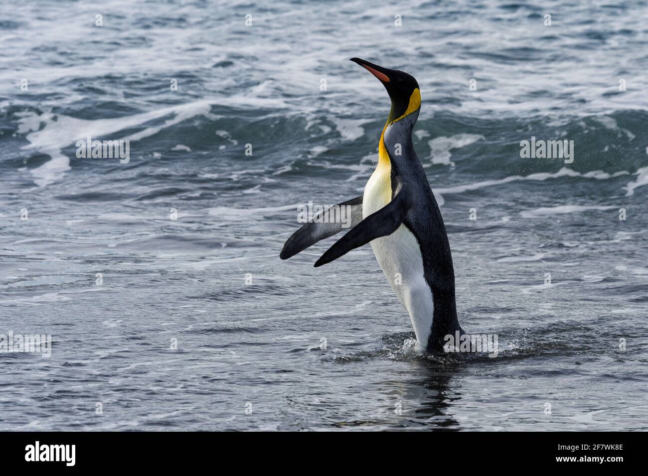 King Penguin (Aptenodytes patagonicus), der aus dem Wasser kommt, Salisbury Plain, South Georgia Island, Antarktis Stockfoto