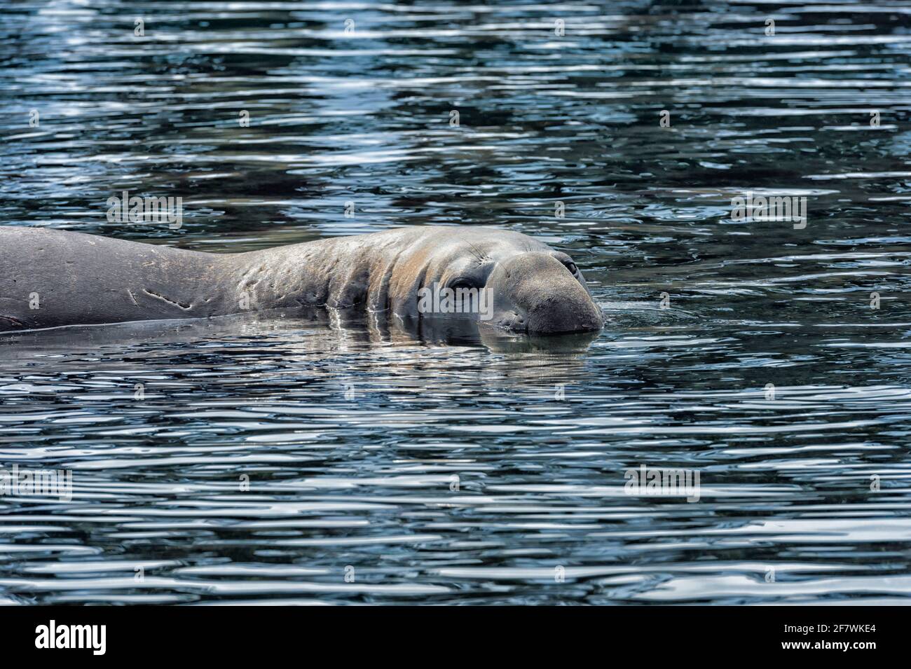 Südliche Elefantenrobbe (Mirounga leonina) im Wasser, King Edward Cove, Grytviken, Südgeorgien, Südgeorgien und die Sandwichinseln, Antarktis Stockfoto