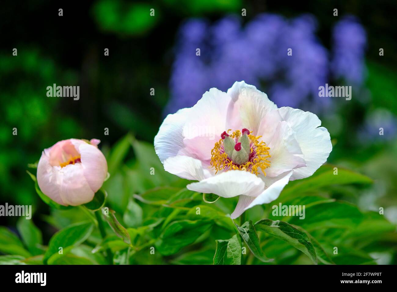 30.04.2020, Essen, Ruhrgebiet, Nordrhein-Westfalen, Deutschland - Blueten einer Strauch-Pfingstrose im Gruga-Park in Essen Stockfoto