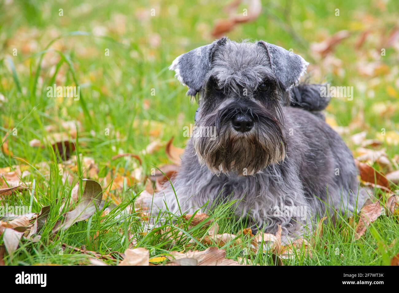 Porträt eines schönen bärtigen grauen Miniatur-Schnauzer-Hundes, der im Gras auf dem Rasen liegt, selektiver Fokus. Stockfoto