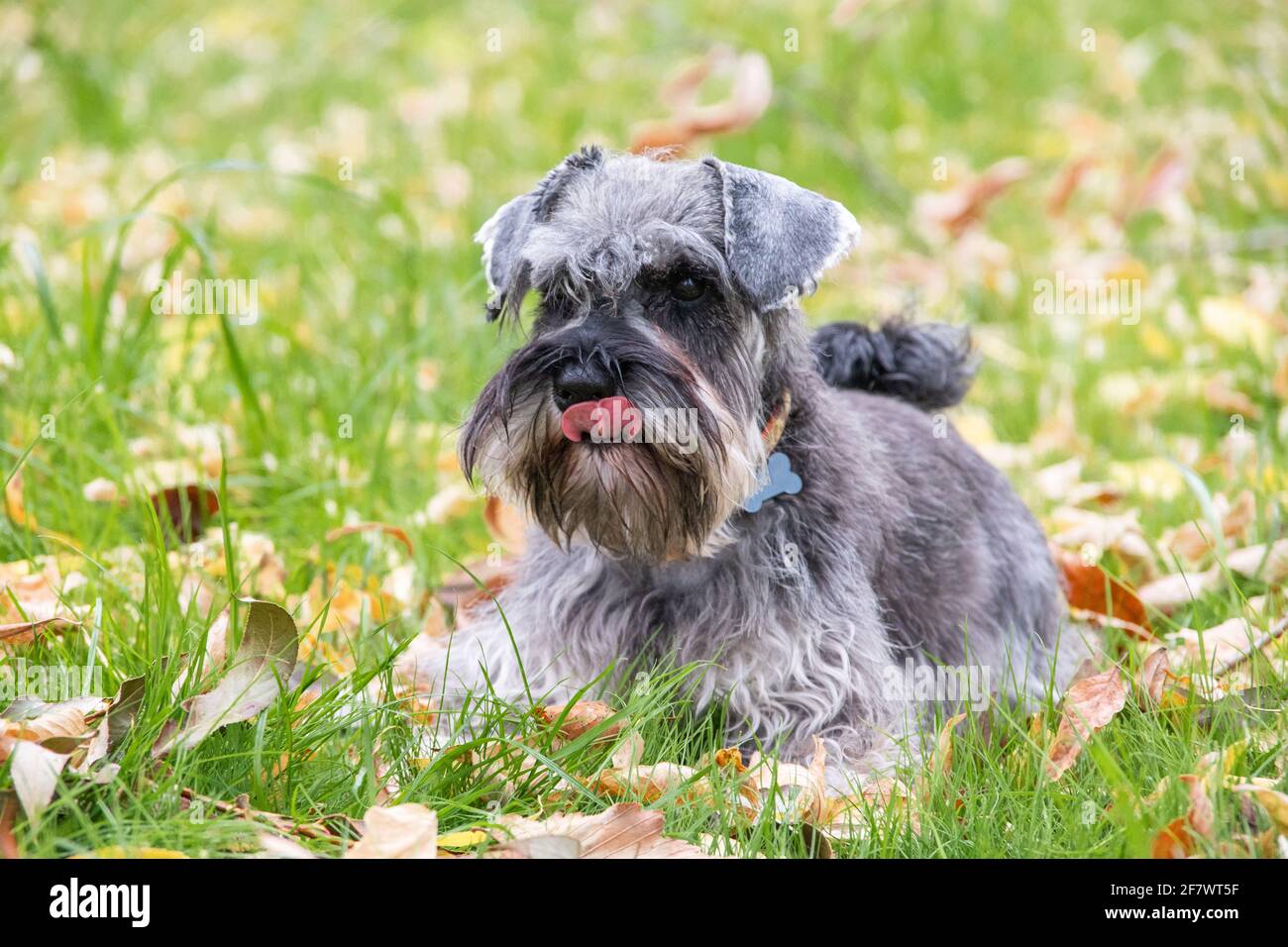Porträt eines schönen bärtigen grauen Miniatur-Schnauzer-Hundes, der im Gras auf dem Rasen liegt, selektiver Fokus. Der Hund leckt seine Schnauze mit seiner Zunge Stockfoto