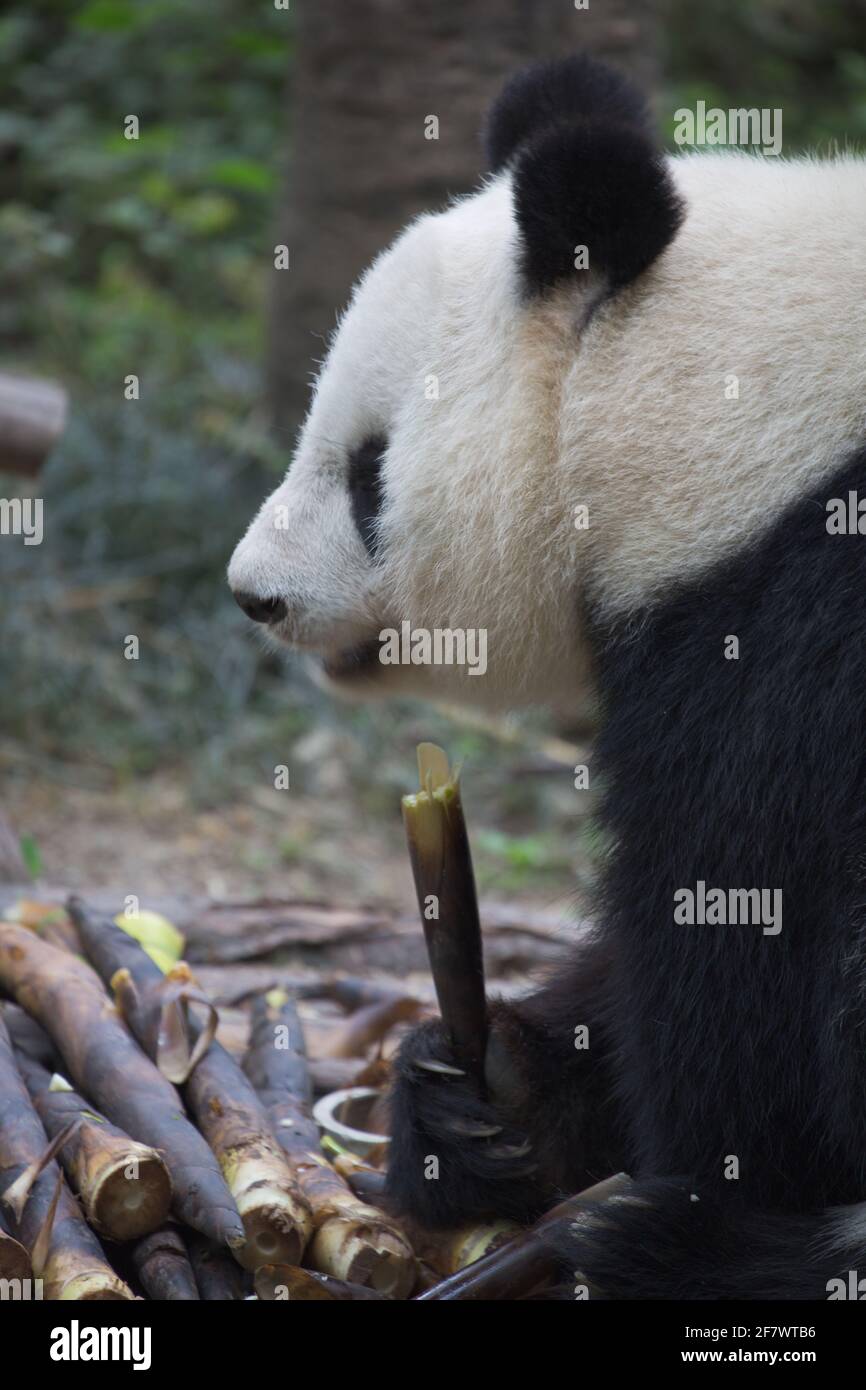 Panda auf der Chengdu Forschungsbasis für die Züchtung des Großen Pandas Stockfoto