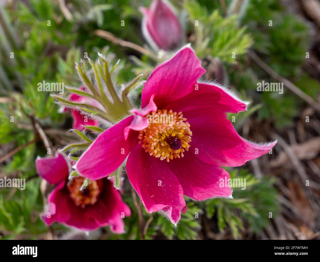 Rosa Pasqué-Blume, pulsatilla im Frühling Stockfoto