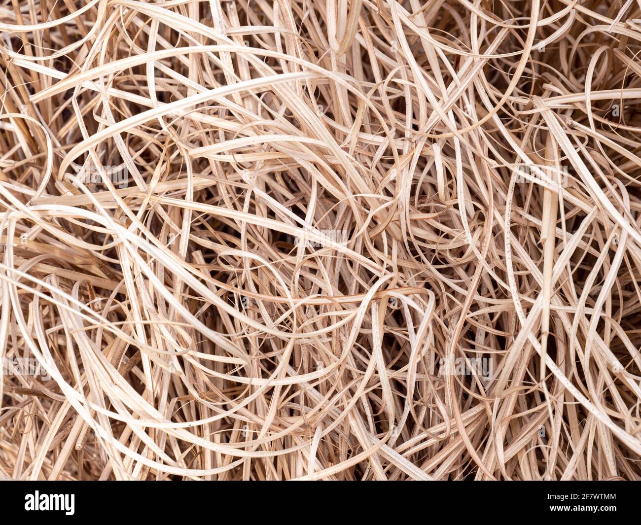 Bambusgras trocknet Hintergrundmuster aus Stockfoto