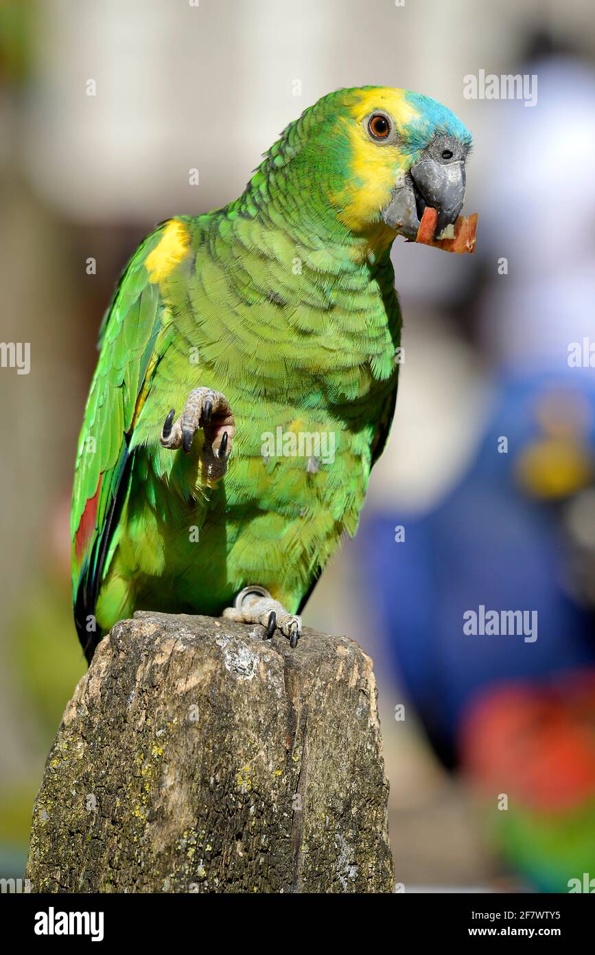 amazonas mit türkisfarbener Fassade (Amazona aestiva), auch türkisfarbener Papagei genannt, der amazonas mit blauer Fassade, thront auf Holzpfosten und isst eine Frucht Stockfoto