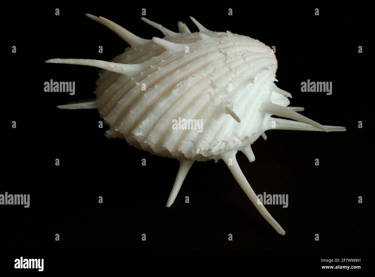 Der gebräuchliche Name Spiny oder Thorny Oyster ist irreführend, da sie keine echten Austern sind, sondern eine Zweiklappe einer unverwechselbaren und relativ kleinen Familie sind Stockfoto