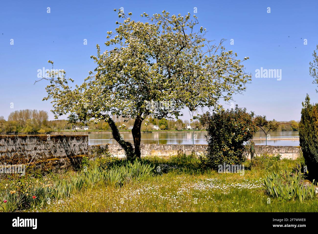 Blühender Baum am Ufer der Vienne im Département Indre-et-Loire, Region Centre in Frankreich Stockfoto