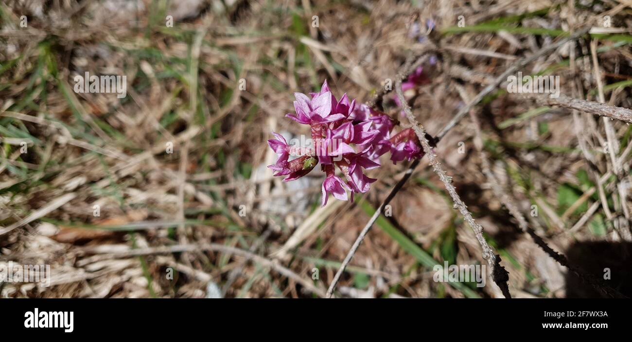 Die daphne eine Blume, die die Ankunft des Frühlings symbolisiert Stockfoto