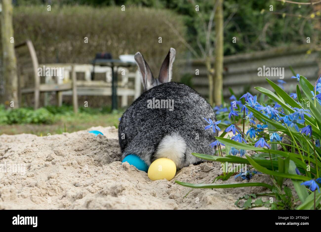 Hase mit Ostereiern im Garten Stockfoto