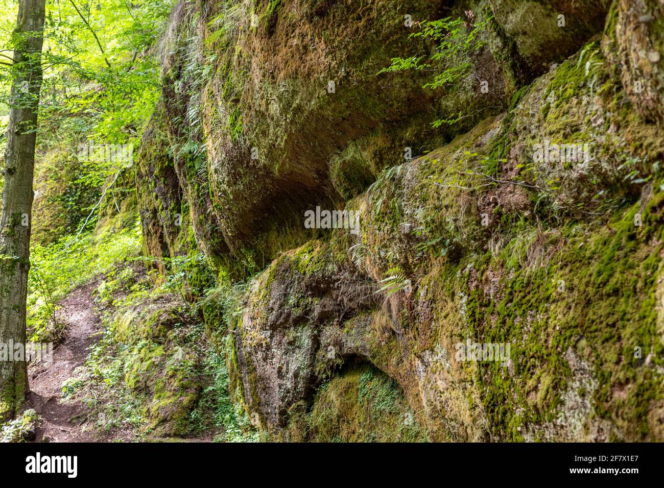Moosbewachsene Felsen in der Drachenschlucht, Drachenschlucht bei Eisenach, Thüringen Stockfoto