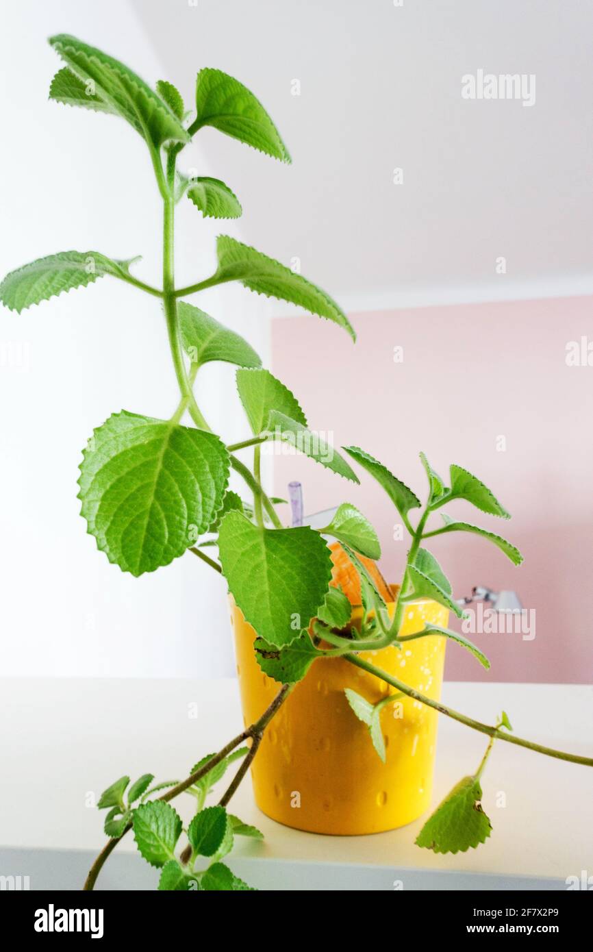 Kubanischer Oregano im Topf Zimmerpflanze Plectranthus amboinicus, mexikanische Minze Stockfoto