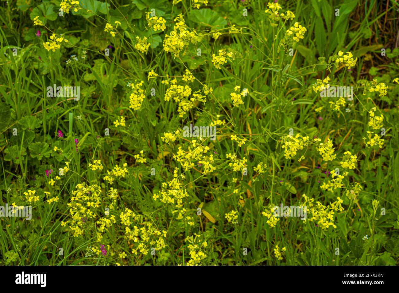Nahaufnahme von kleinen gelben türkischen Warty-Kohl (Bunias orientalis) Blüten Stockfoto