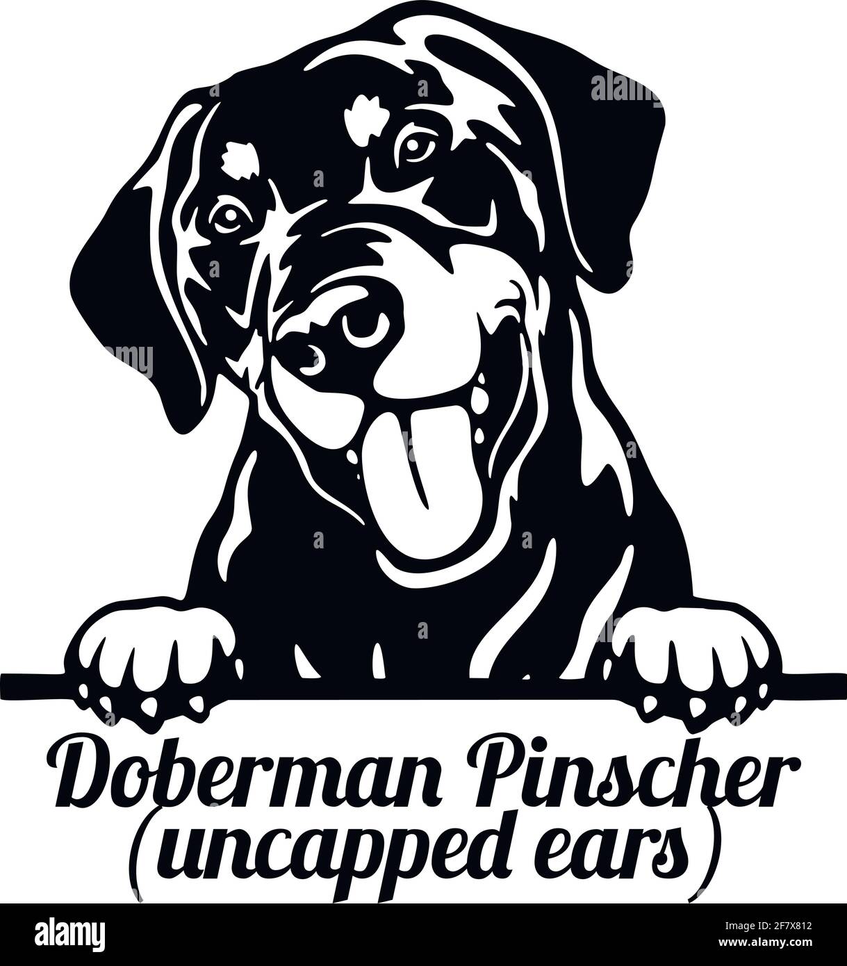 Dobermann Pinscher Peeking Dog - Kopf isoliert auf weiß Stock Vektor