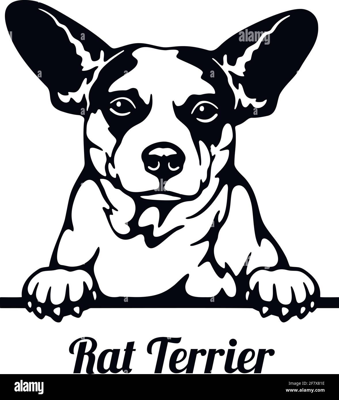 Ratte Terrier Peeking Dog - Kopf isoliert auf weiß Stock Vektor