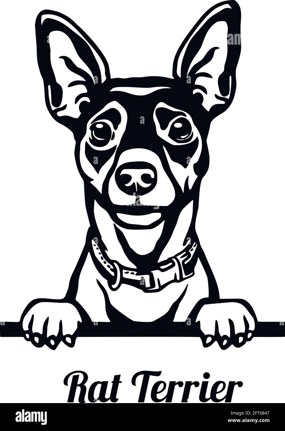 Ratte Terrier Peeking Dog - Kopf isoliert auf weiß Stock Vektor