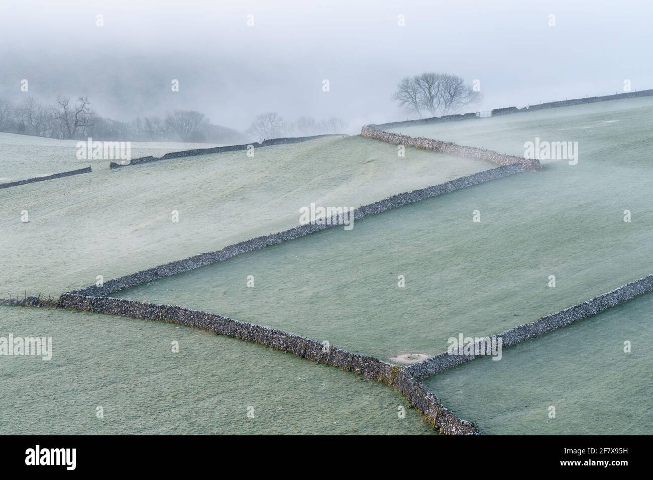 An einem nebligen Frühlingsmorgen ziehen sich trockene Steinmauern durch die ländliche Landschaft unter Malham Lings im Yorkshire Dales National Park. Stockfoto