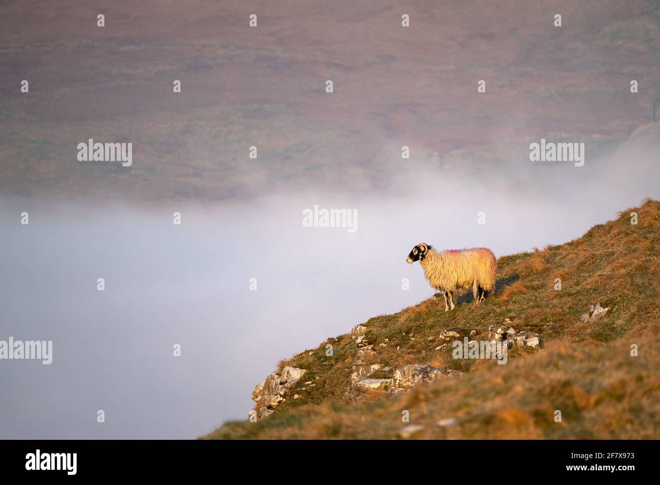 Ein einsames Schaf steht am Rande einer Klippe über einer Temperaturinversion im Yorkshire Dales National Park in der Nähe von Malham. Stockfoto