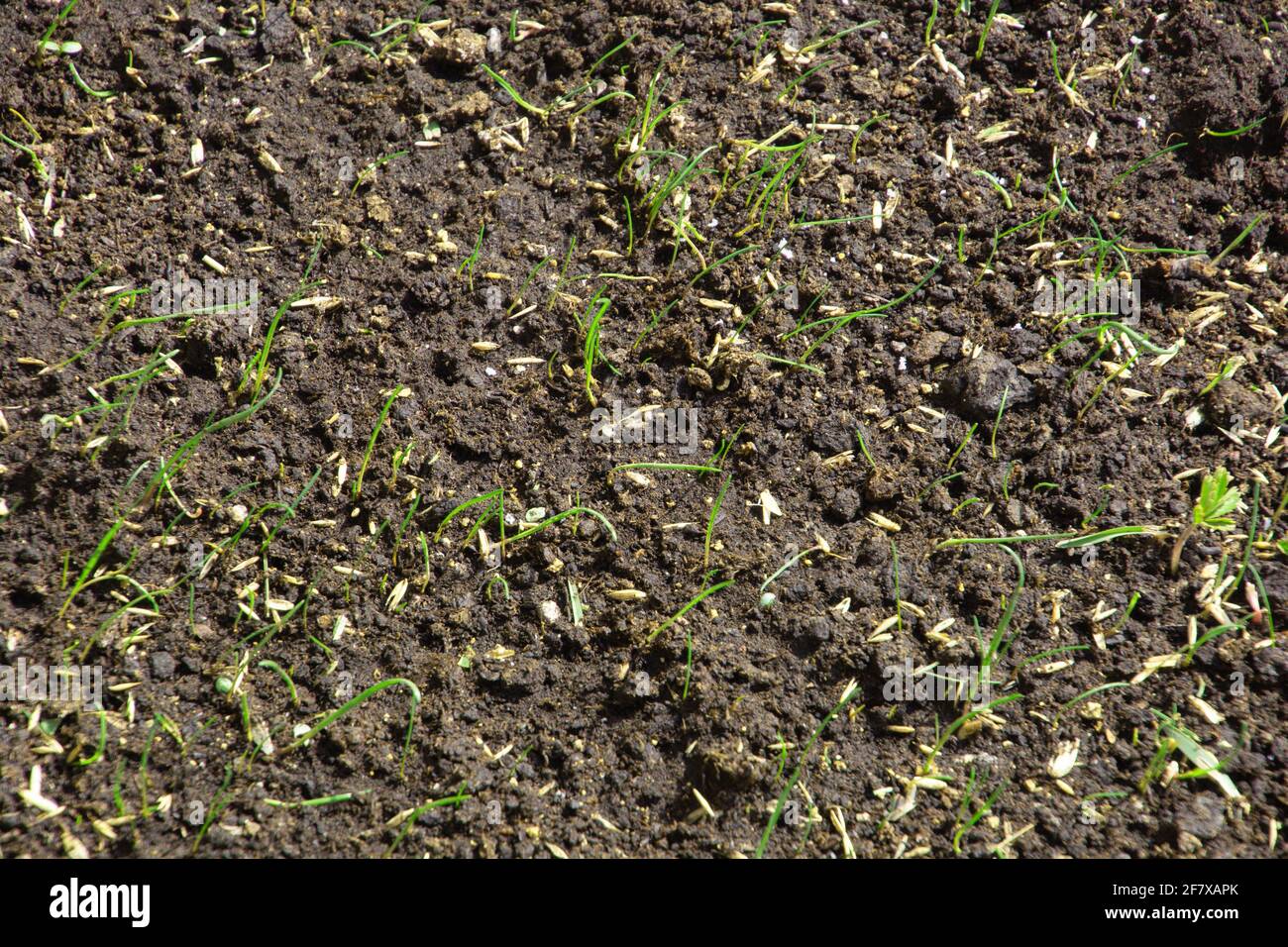 Gartenwiese mit frischem gesätenem Gras und neuen Grassamen Stockfoto