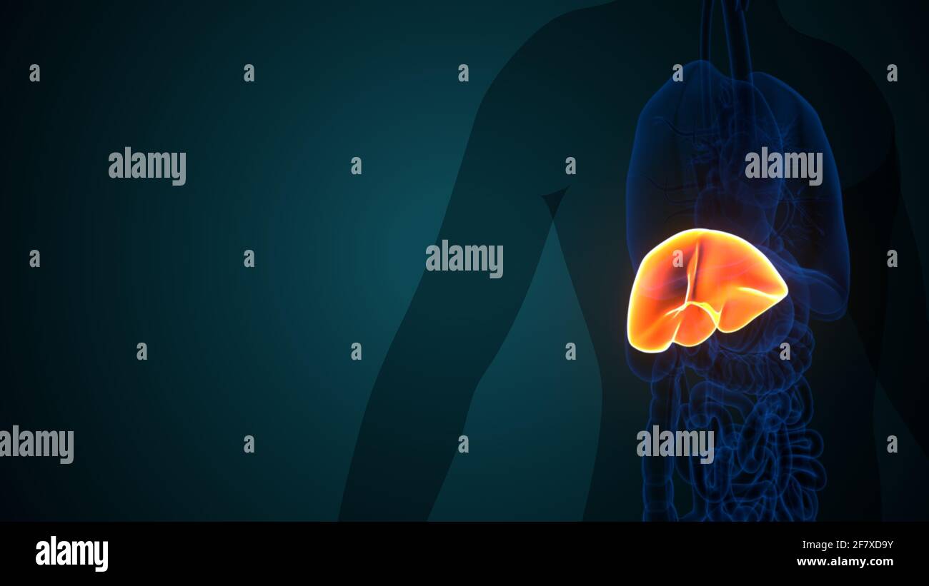 Leber 3D-Illustration Anatomie des menschlichen Verdauungssystems Stockfoto