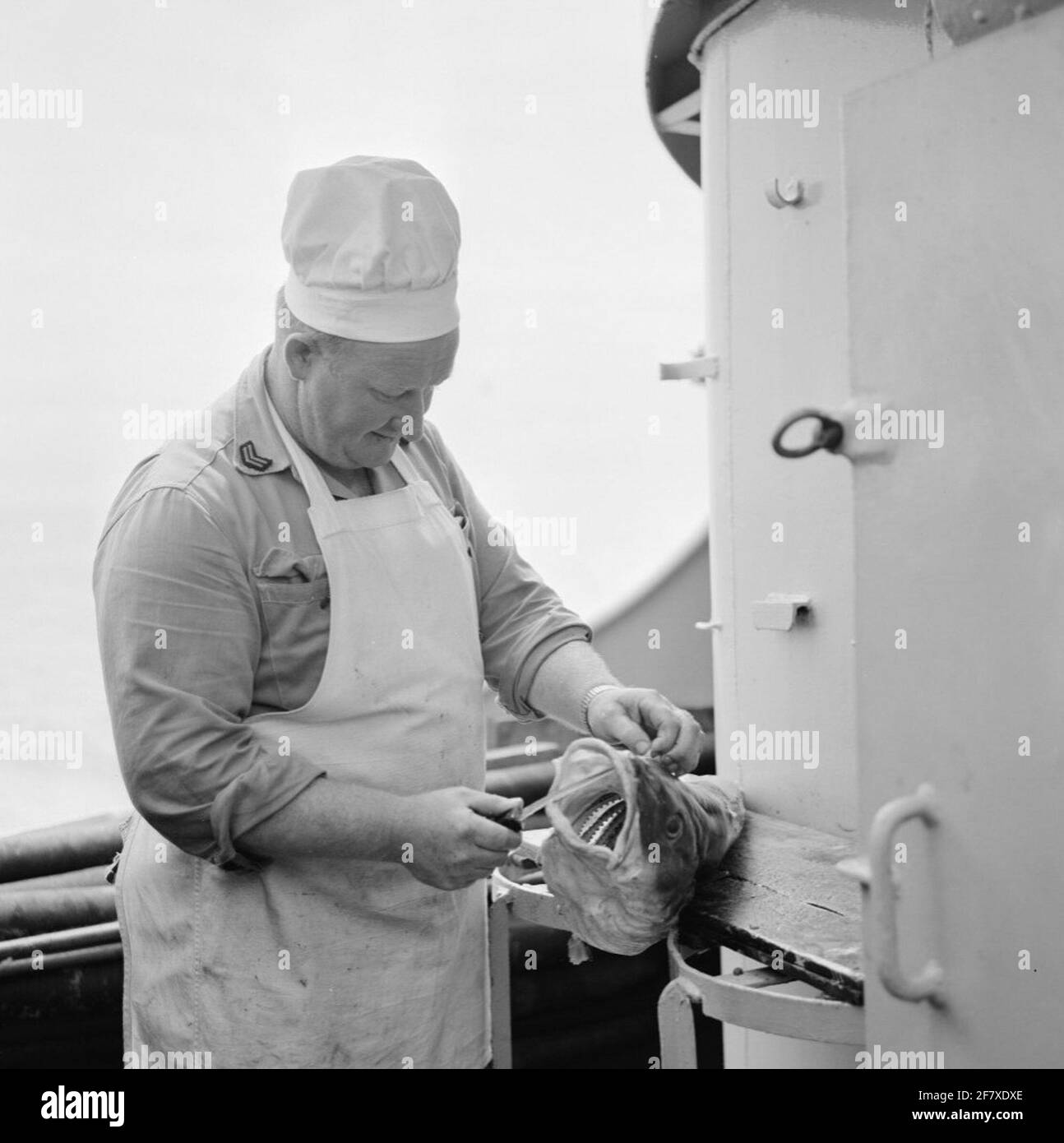 Fischereiinspektion in der Nordsee mit der Fregatte der Raubtier-Klasse HR.Ms. WOLF (F 817) (1954-1984) (EX-USS PCE 1607). Dieser Fisch (Kabeljau) ist nicht teuer. Stockfoto