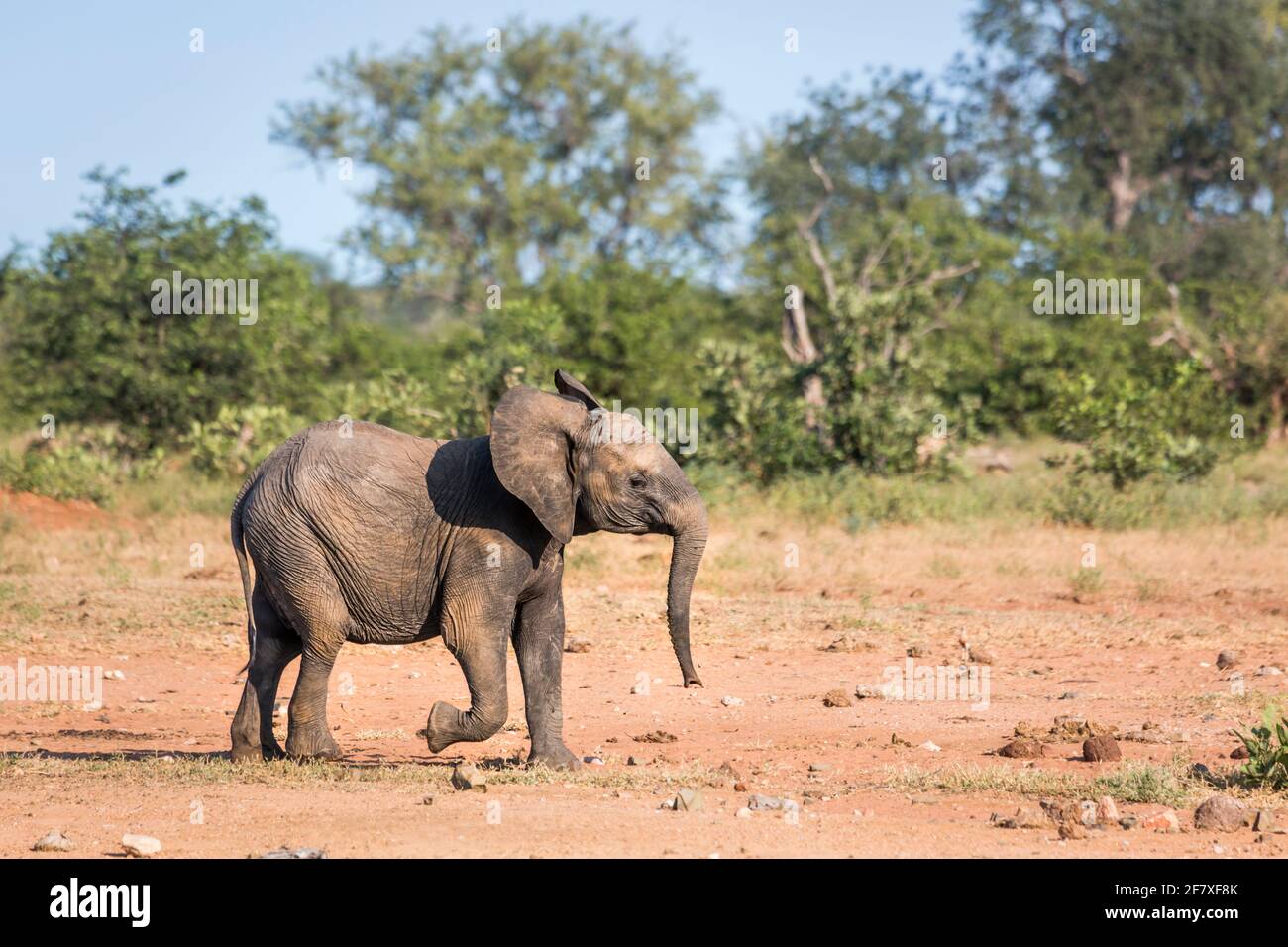 Junger afrikanischer Buschelefant, der in der Savanah im Kruger Nationalpark, Südafrika läuft; specie Loxodonta africana Familie von Elephantidae Stockfoto