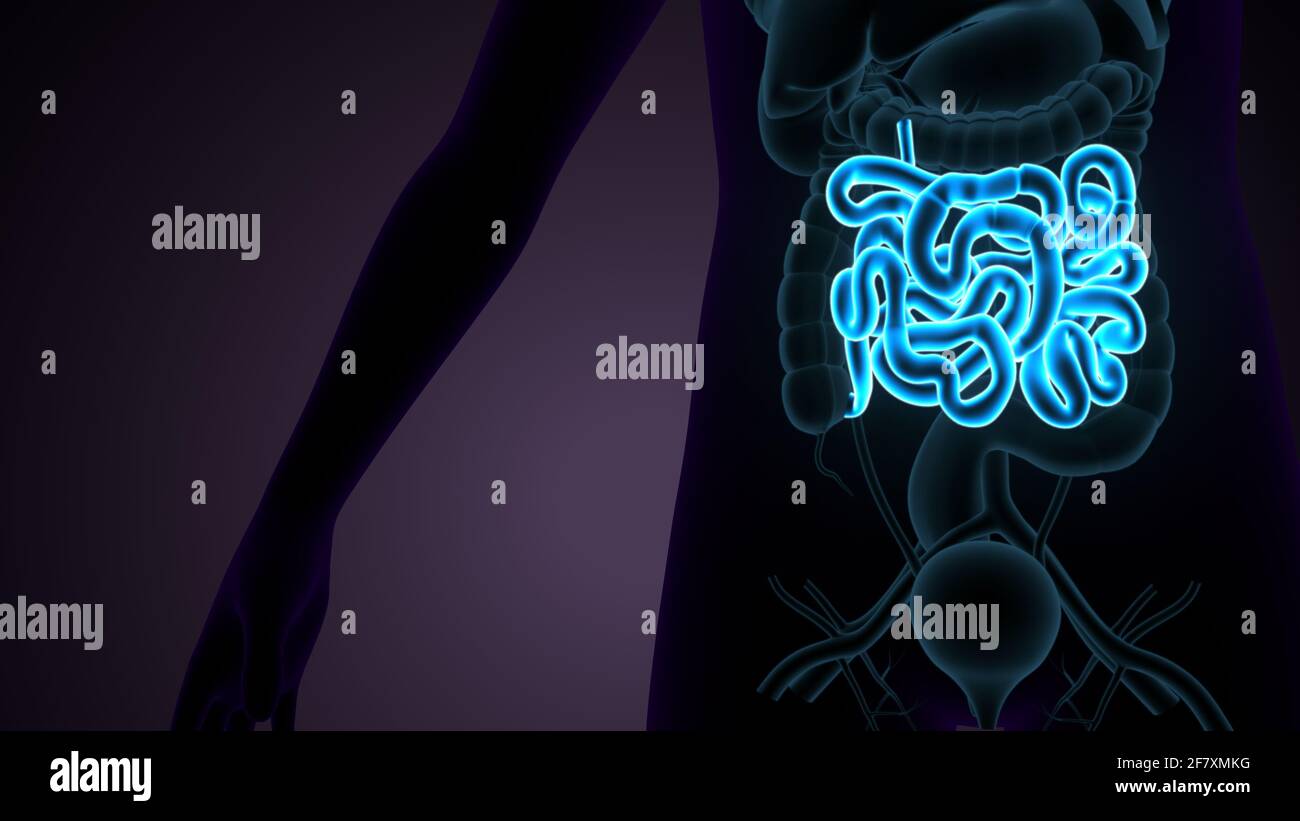 Dünndarm 3D Illustration Anatomie des menschlichen Verdauungssystems. Stockfoto