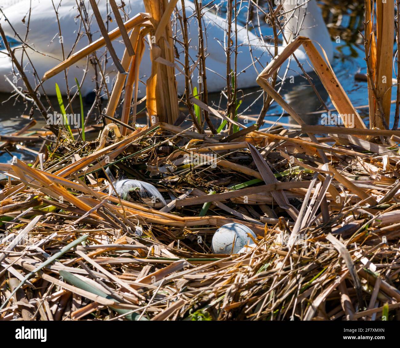 East Lothian, Schottland, Großbritannien, 10. April 2021. UK Wetter: schwanenpaar legen Eier. Dieses weibliche Schwan hatte ein ereignisreiches Jahr und verlor im vergangenen Jahr eines von 4 Cygnets sowie ihren Partner. Sie zog 3 Jungtiere auf, bis der Kälteeinbruch im Februar das Reservoir einfrierte. Sie verschwanden alle, aber das Weibchen kehrte mit einem neuen Männchen zurück und der Prozess hat wieder begonnen. Im neuen Nest, das die Schwäne weiter bauen, sind zwei Eier erschienen. Schwäne brauchen 12-24 Stunden, um jeweils ein Ei zu legen, sodass mehr erwartet werden. Die Schwaneneier können nur im Nest sein Stockfoto