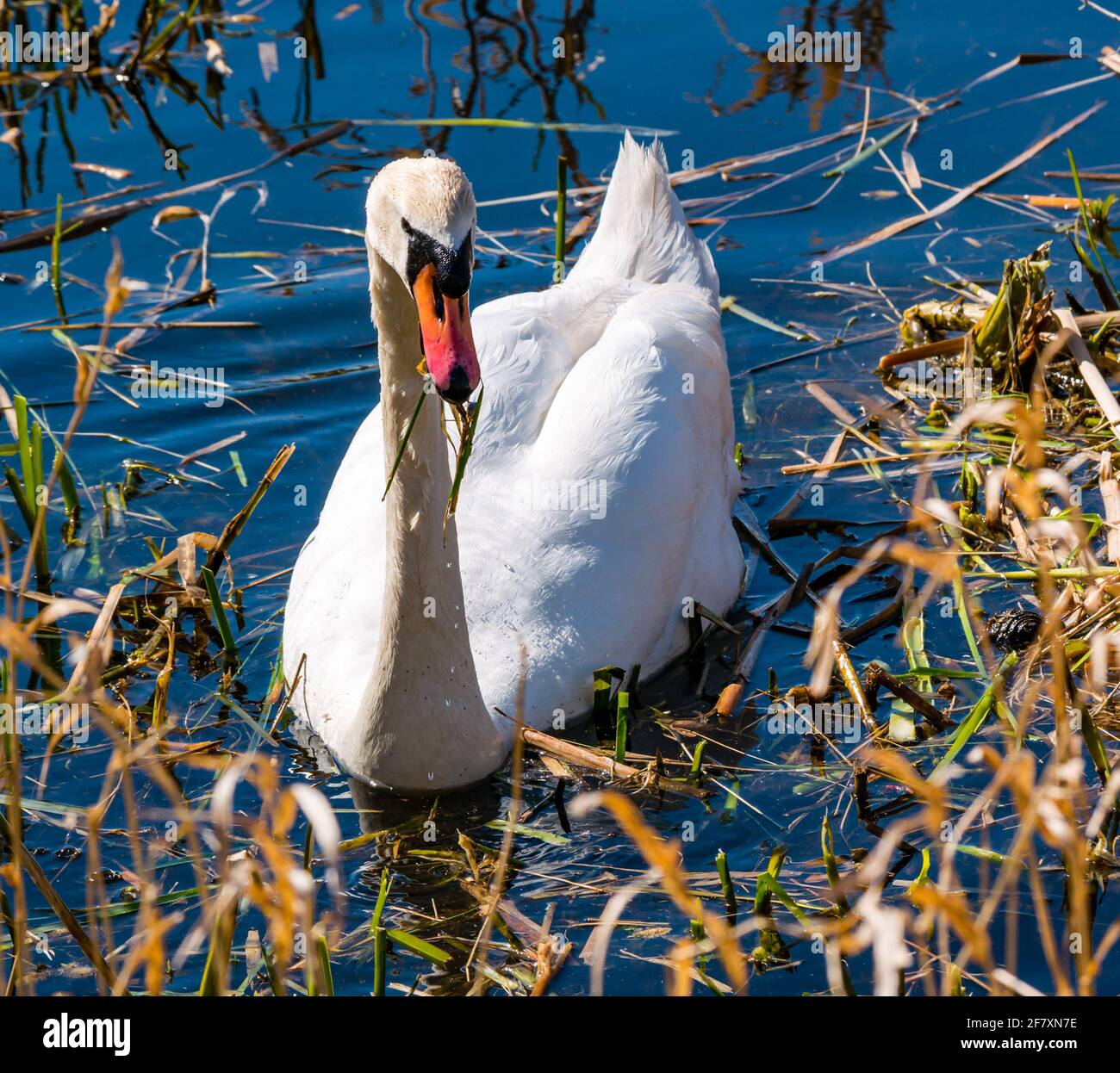 East Lothian, Schottland, Großbritannien, 10. April 2021. UK Wetter: schwanenpaar legen Eier. Dieses weibliche Schwan hatte ein ereignisreiches Jahr und verlor im vergangenen Jahr eines von 4 Cygnets sowie ihren Partner. Sie zog 3 Jungtiere auf, bis der Kälteeinbruch im Februar das Reservoir einfrierte. Sie verschwanden alle, aber das Weibchen kehrte mit einem neuen Männchen zurück und der Prozess hat wieder begonnen. Im neuen Nest, das die Schwäne weiter bauen, sind zwei Eier erschienen. Schwäne brauchen 12-24 Stunden, um jeweils ein Ei zu legen, sodass mehr erwartet werden. Das Schwanenweibchen, das am Schilf zieht, um das Nest zu bauen Stockfoto