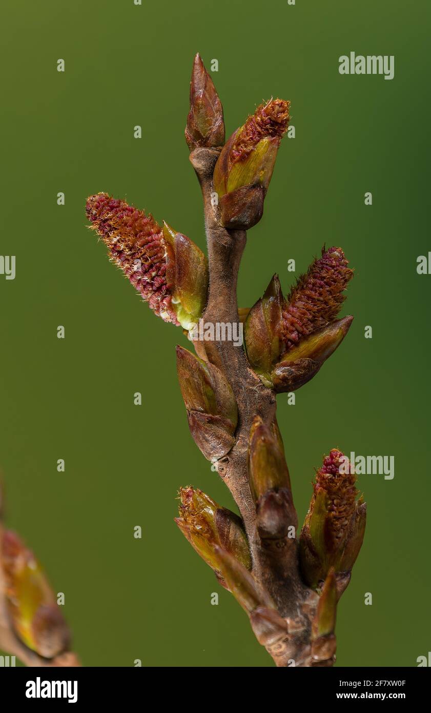 Schwarze Pappel, Populus nigra subsp. Betulifolia, Baumwollholz, Stockfoto