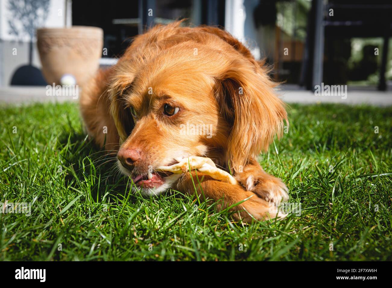 Brauner Spaniel-Mischhund, der im grünen Gras liegt In einem Garten kauen auf einem Stock von Lebensmitteln Stockfoto